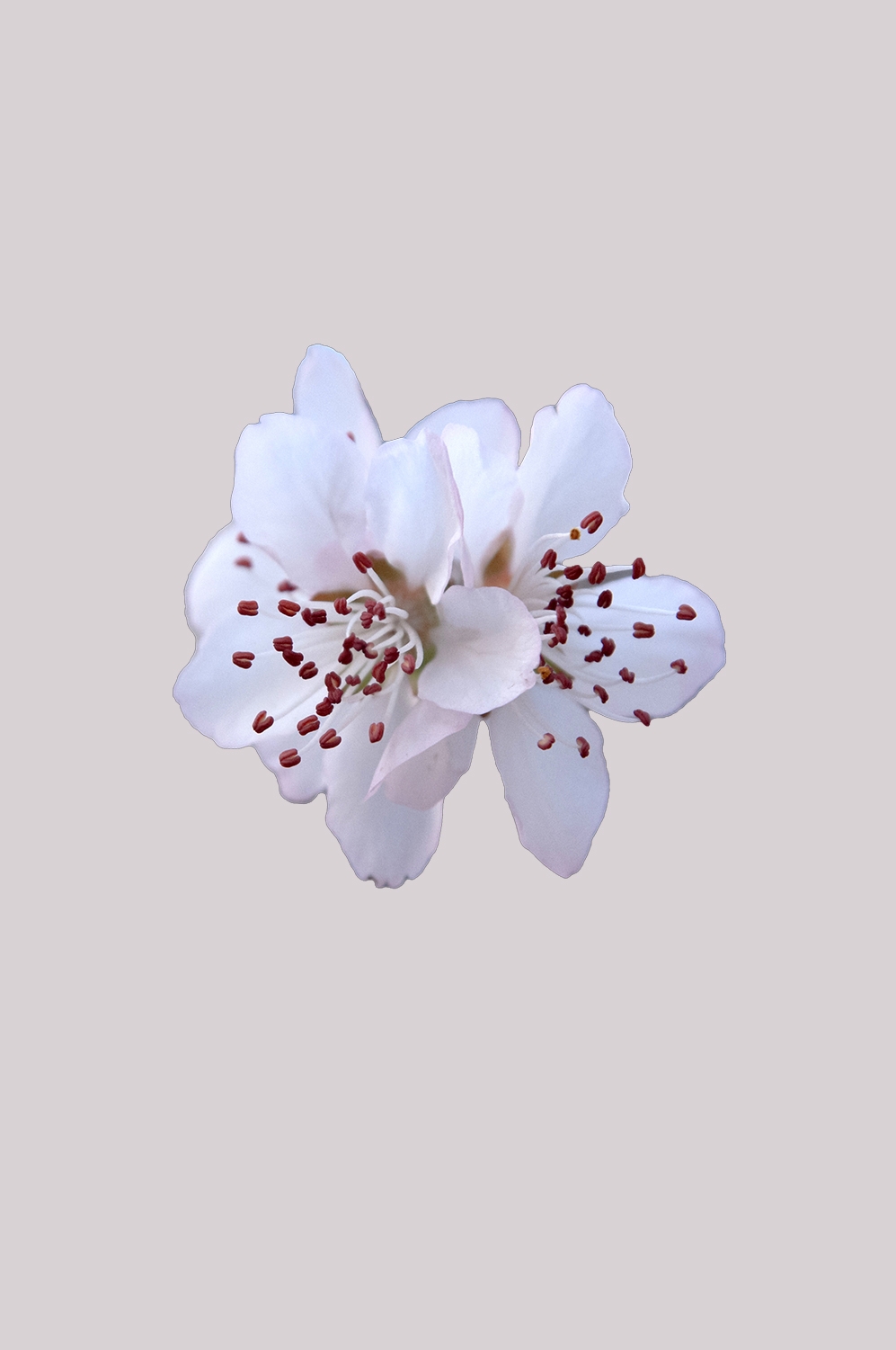 桃花素材图中国风海报设计桃树花枝透明背景42