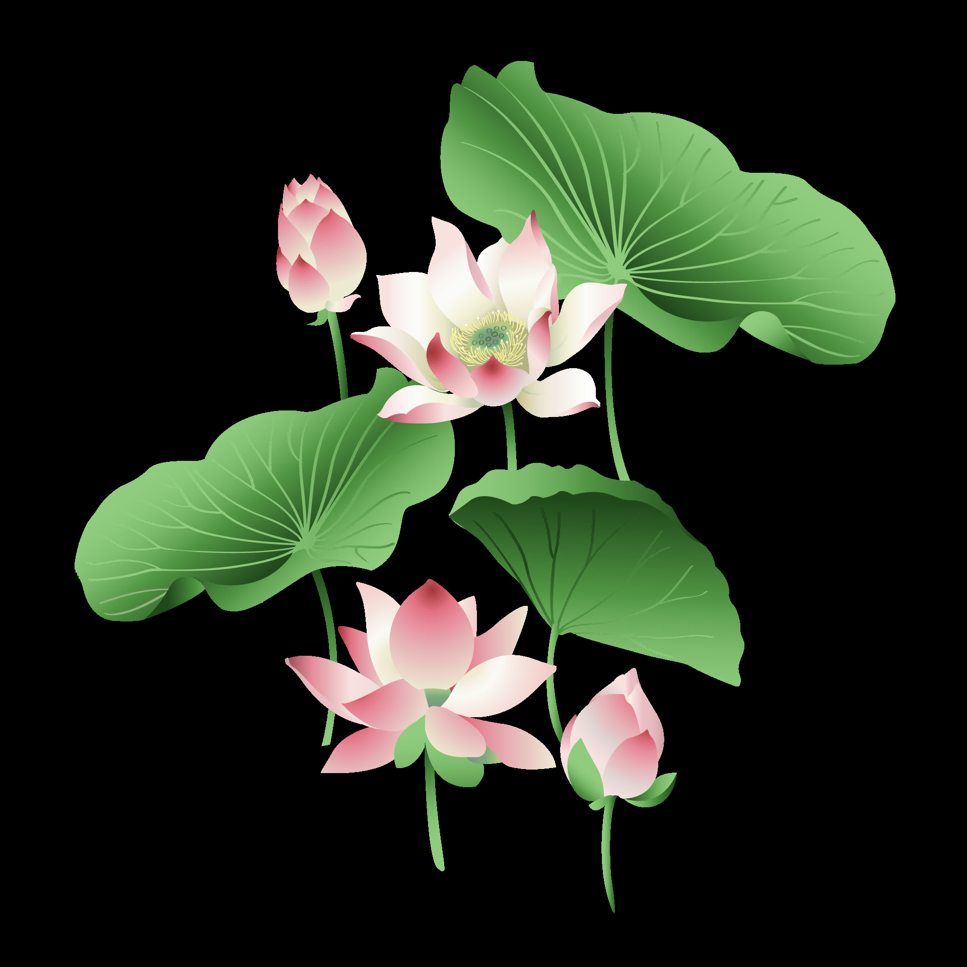 荷叶荷花素材插画装饰元素透明背景免抠素材20