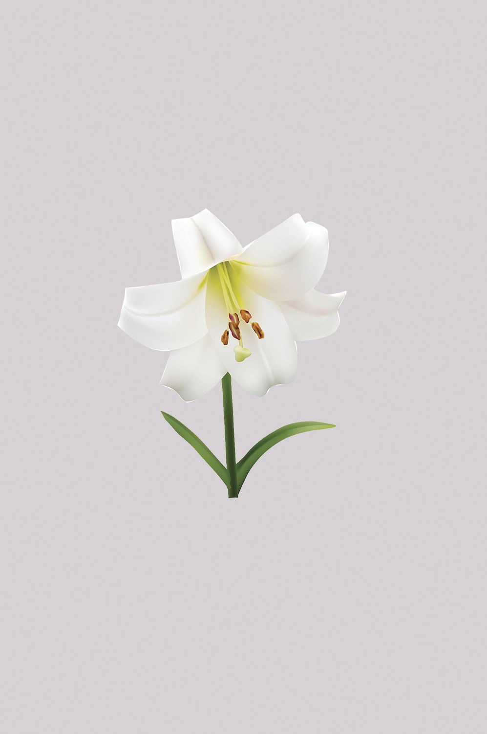 百合花免抠素材4