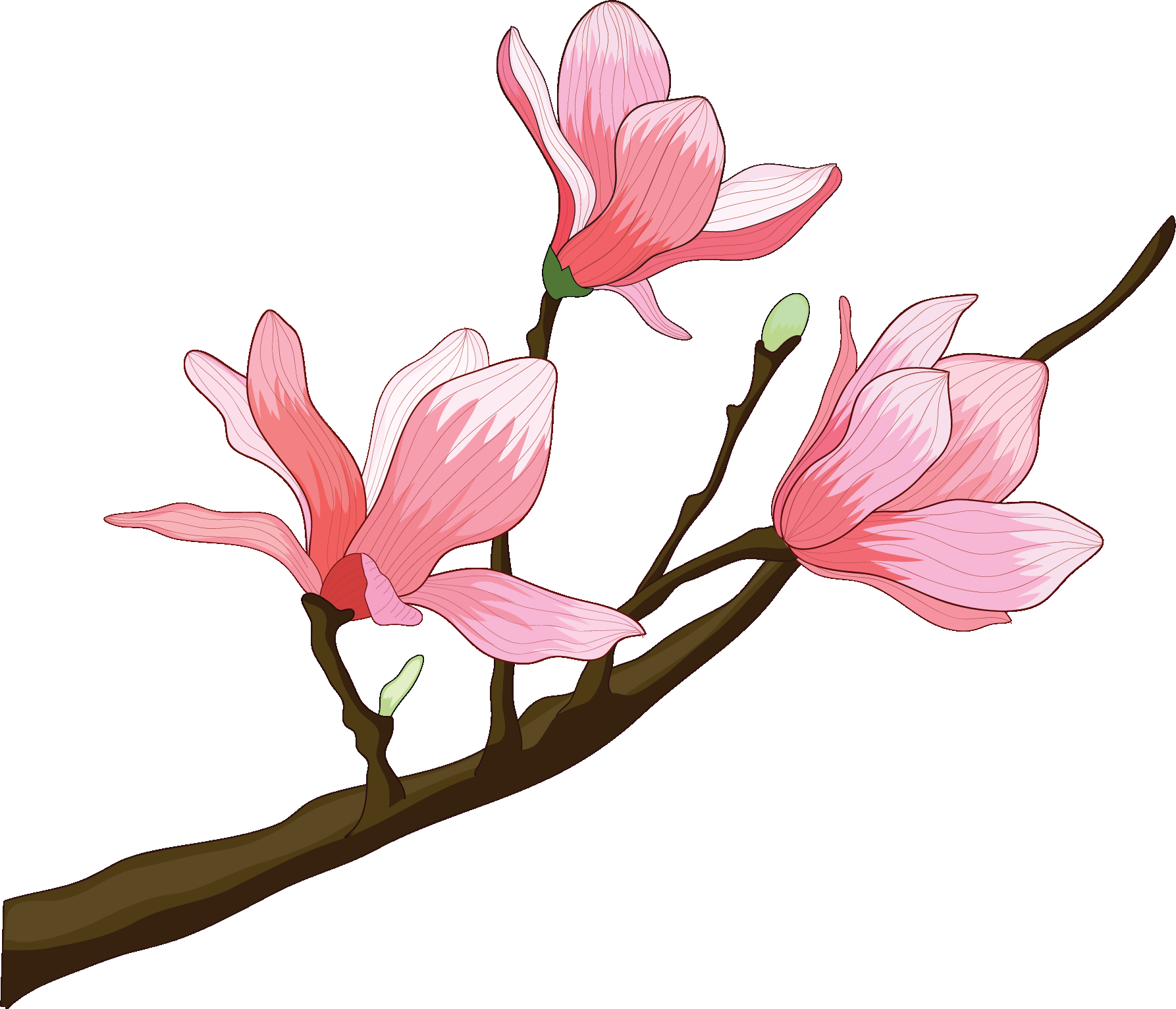 手绘淡雅玉兰花枝花朵装饰元素插图免抠素材43