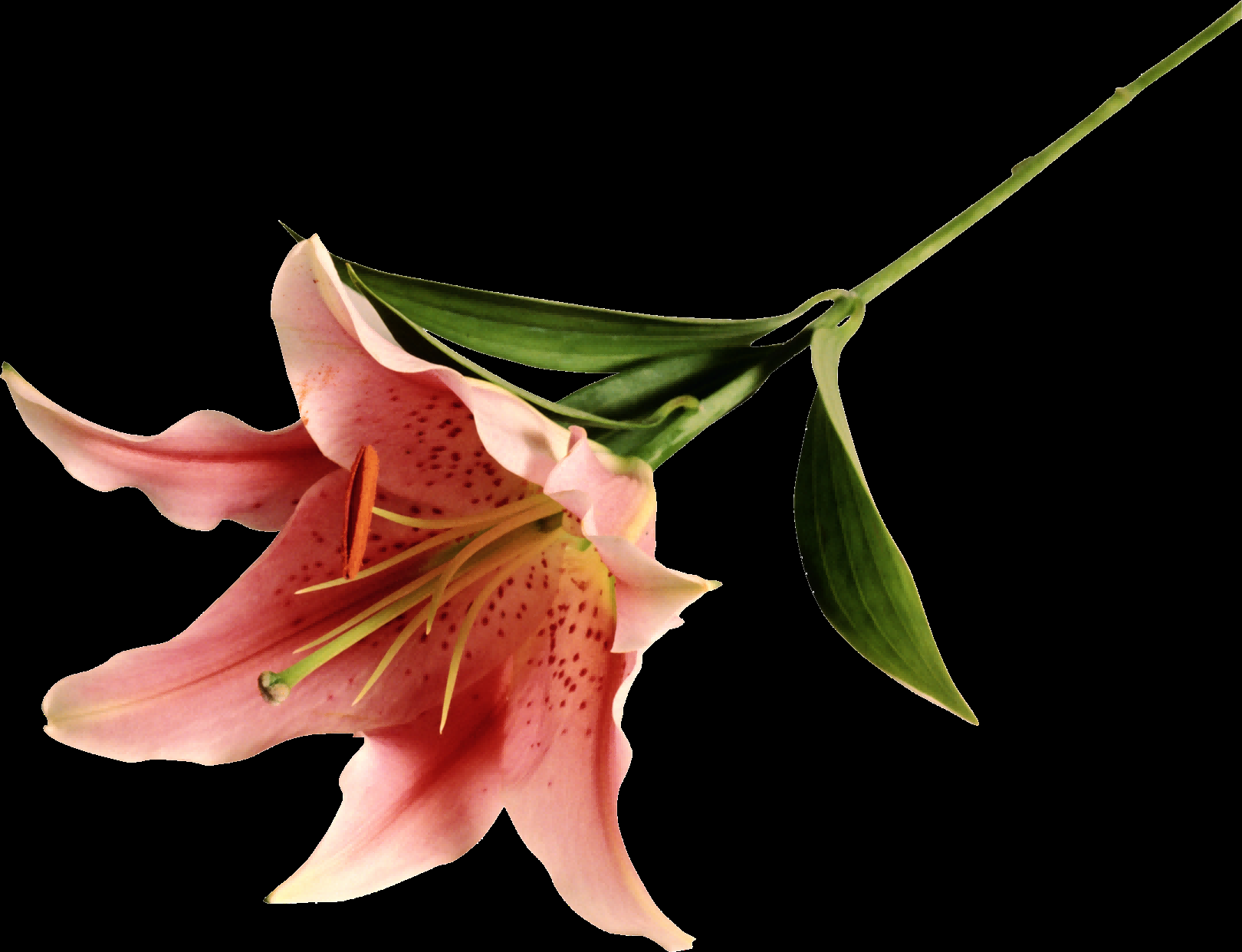 百合花免抠素材13