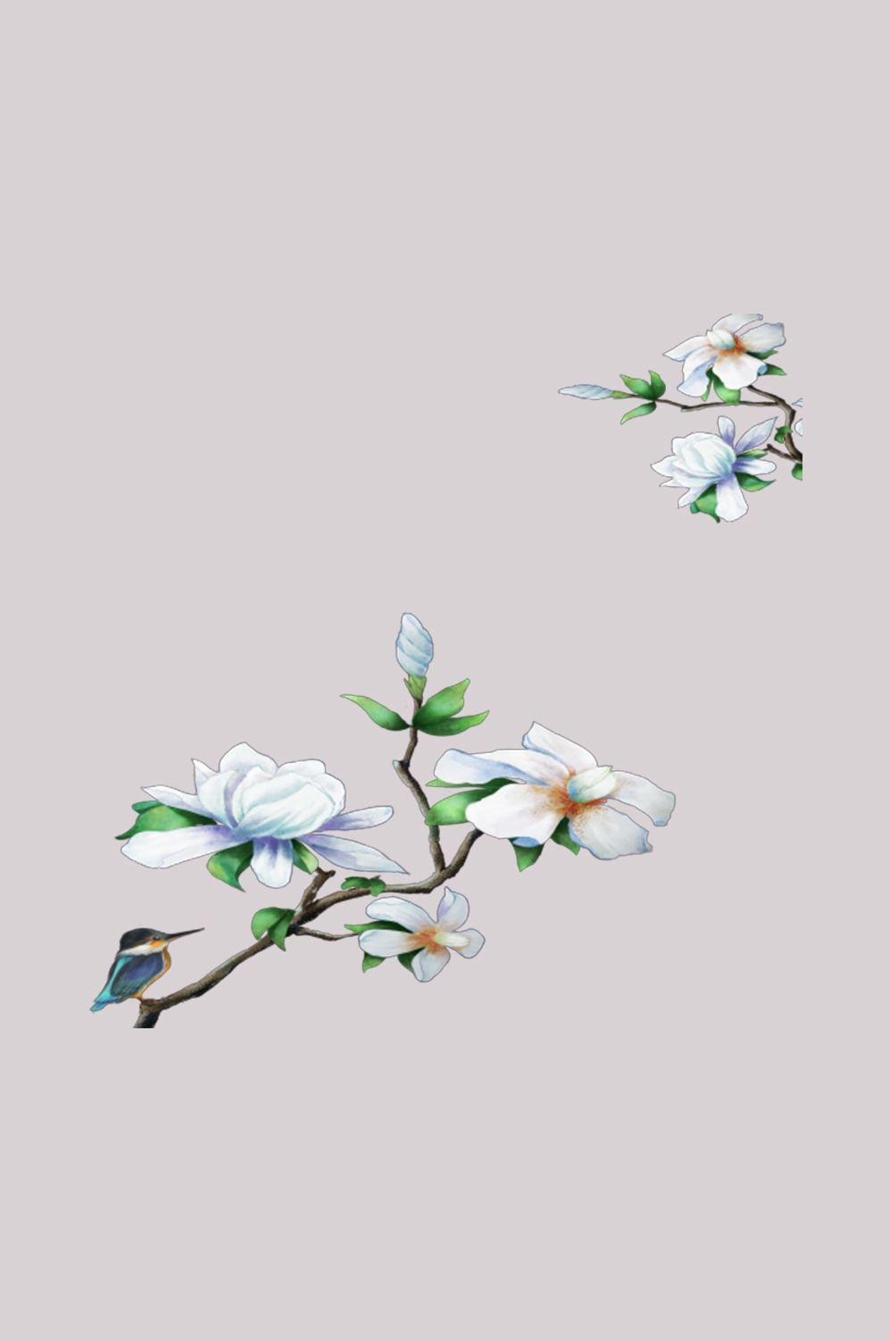 清新淡雅栀子花朵图片素材免抠元素19