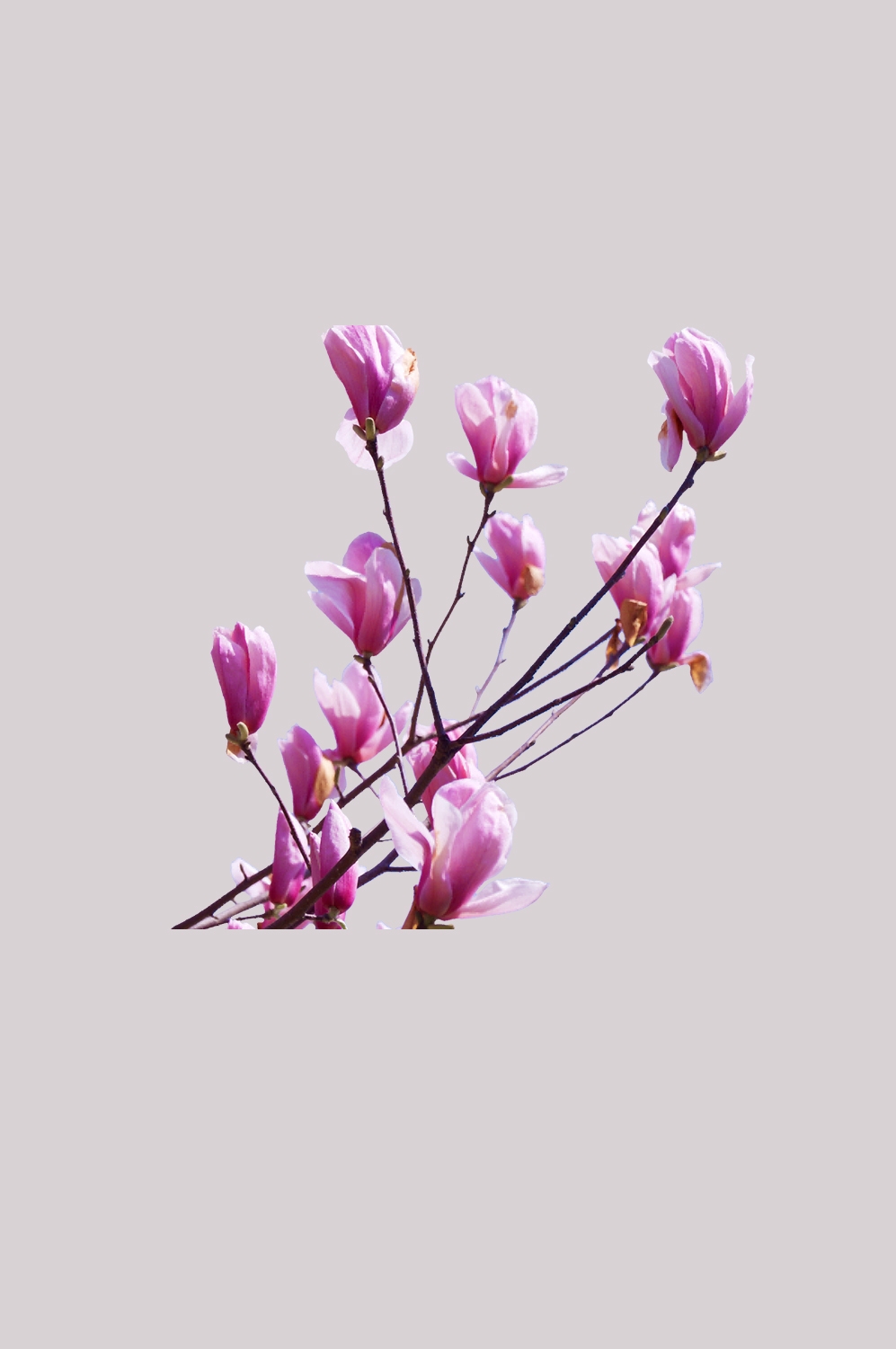 手绘淡雅玉兰花枝花朵装饰元素插图免抠素材8