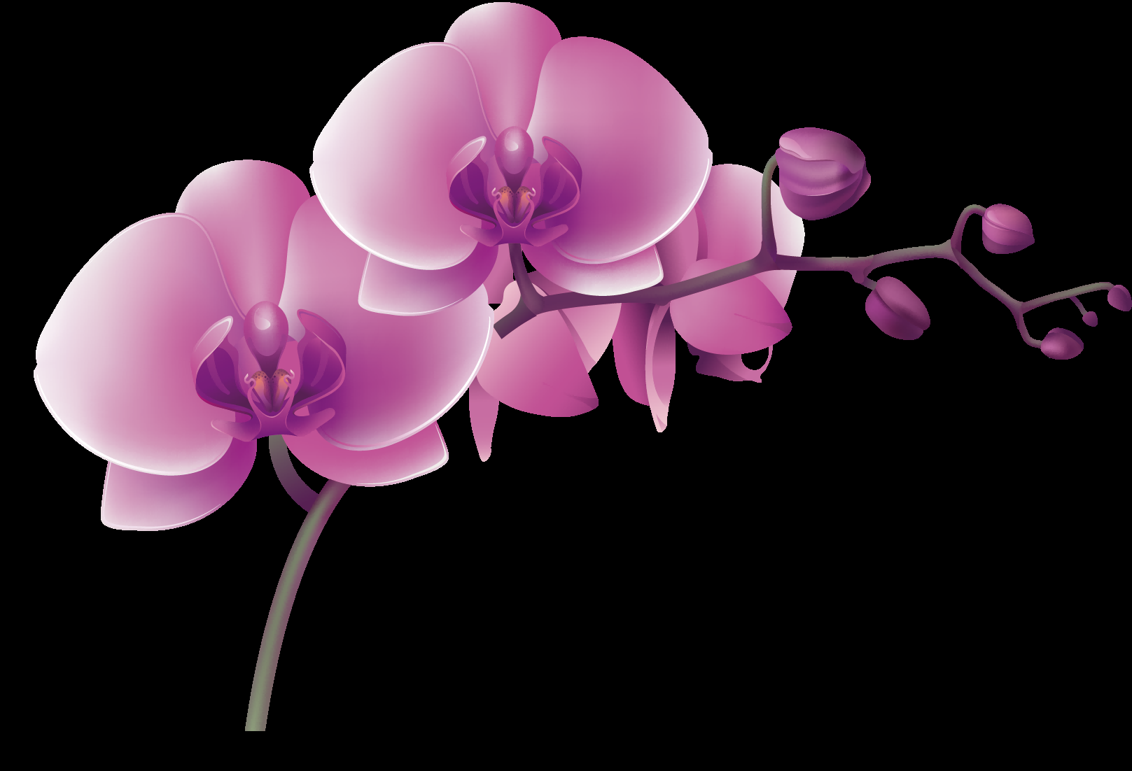 手绘淡雅玉兰花枝花朵装饰元素插图免抠素材1