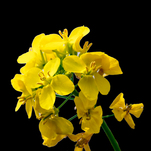 菊花雏菊装饰免抠元素素材11