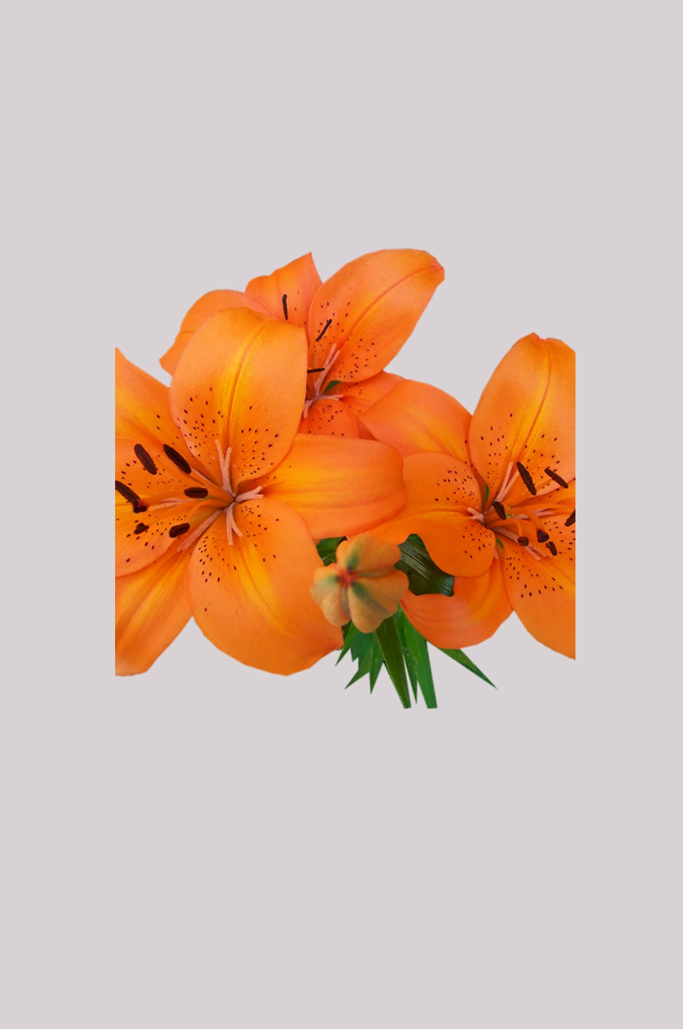 百合花免抠素材22