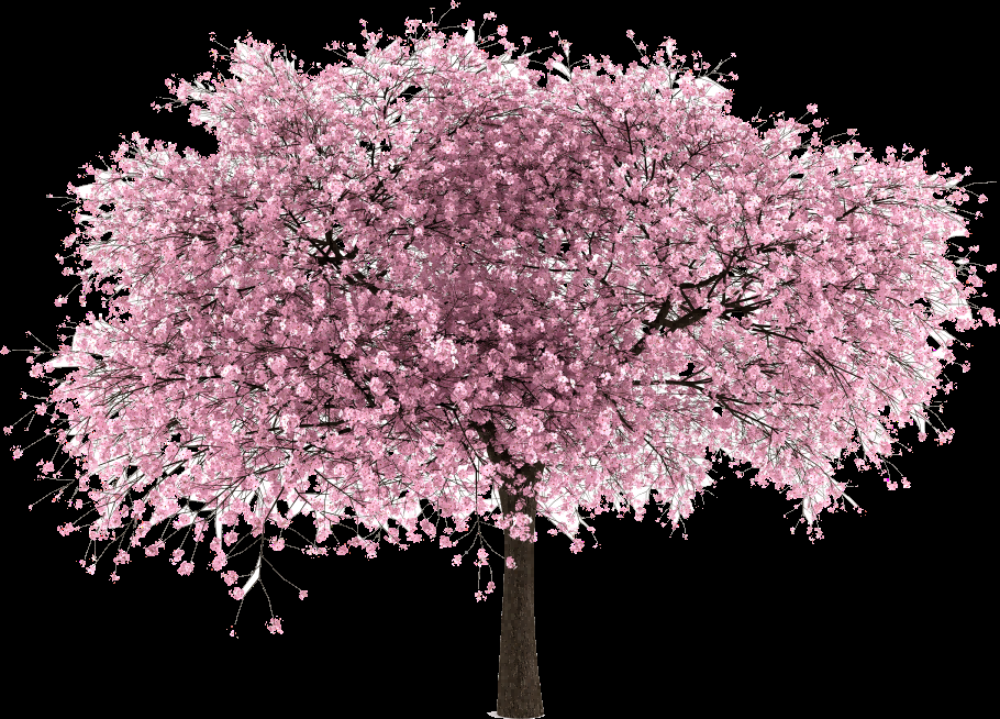 唯美樱花花树花枝樱花飘落图片装饰插图免抠24