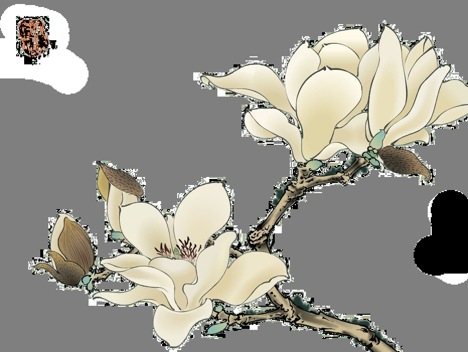 手绘淡雅玉兰花枝花朵装饰元素插图免抠素材18