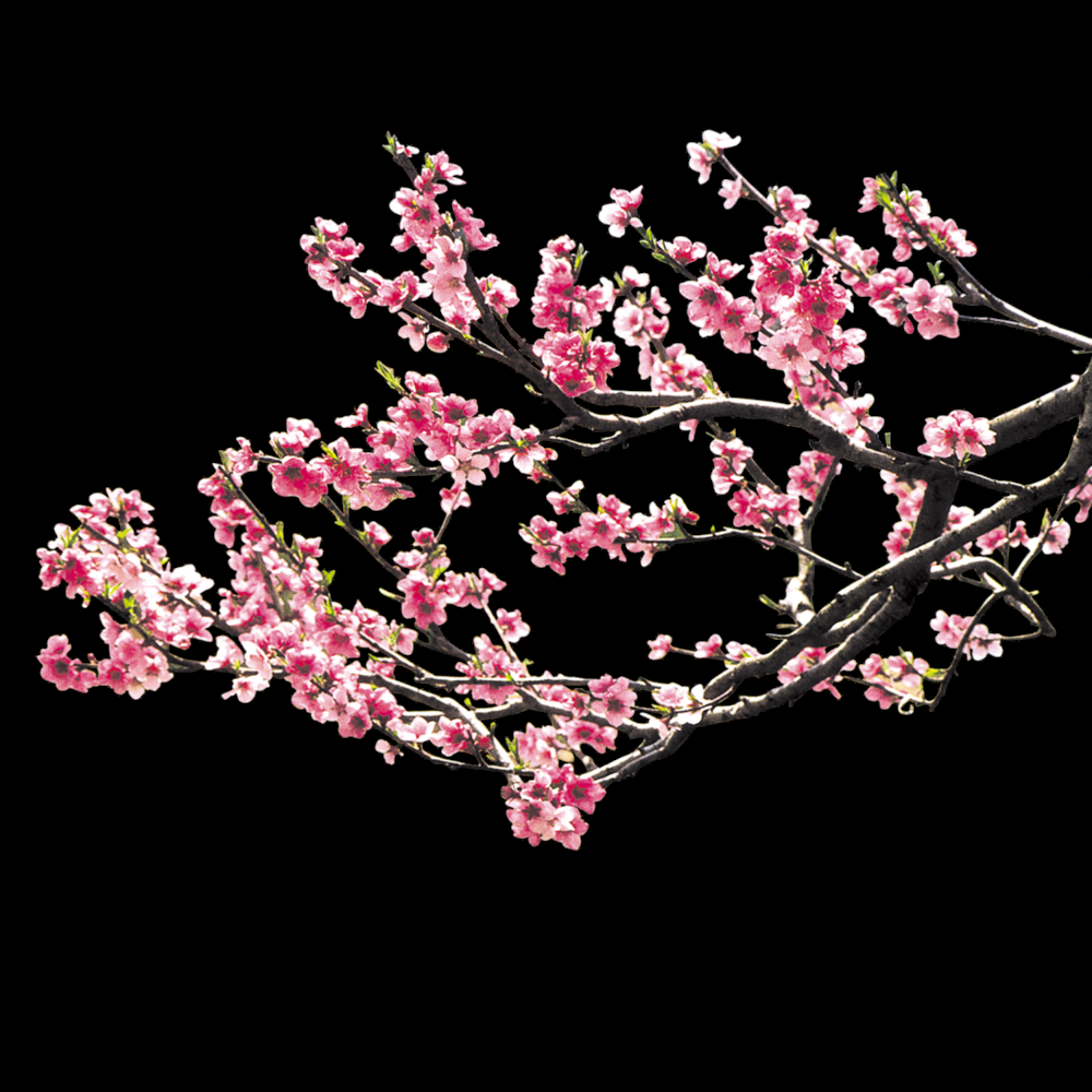 桃花素材图中国风海报设计桃树花枝透明背景57