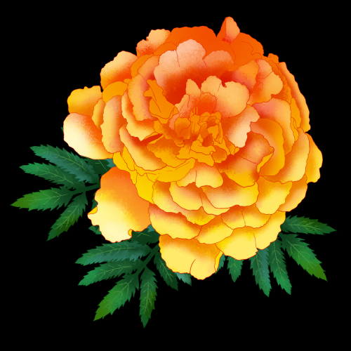 菊花雏菊装饰免抠元素素材31