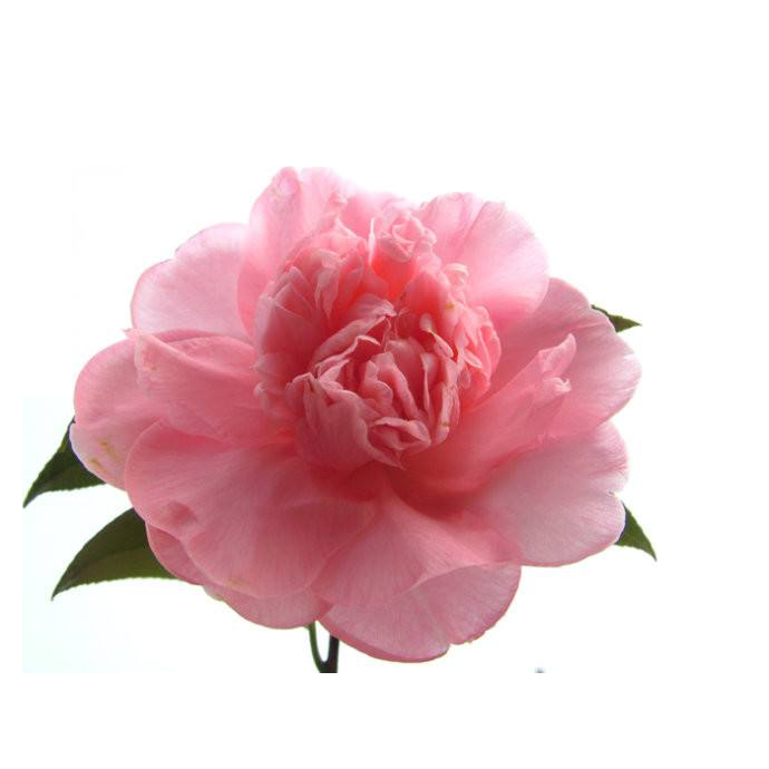 山茶花图片装饰图案插画素材34