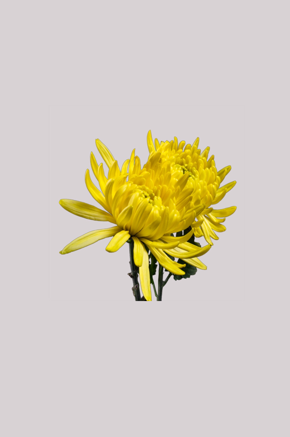 菊花雏菊装饰免抠元素素材17