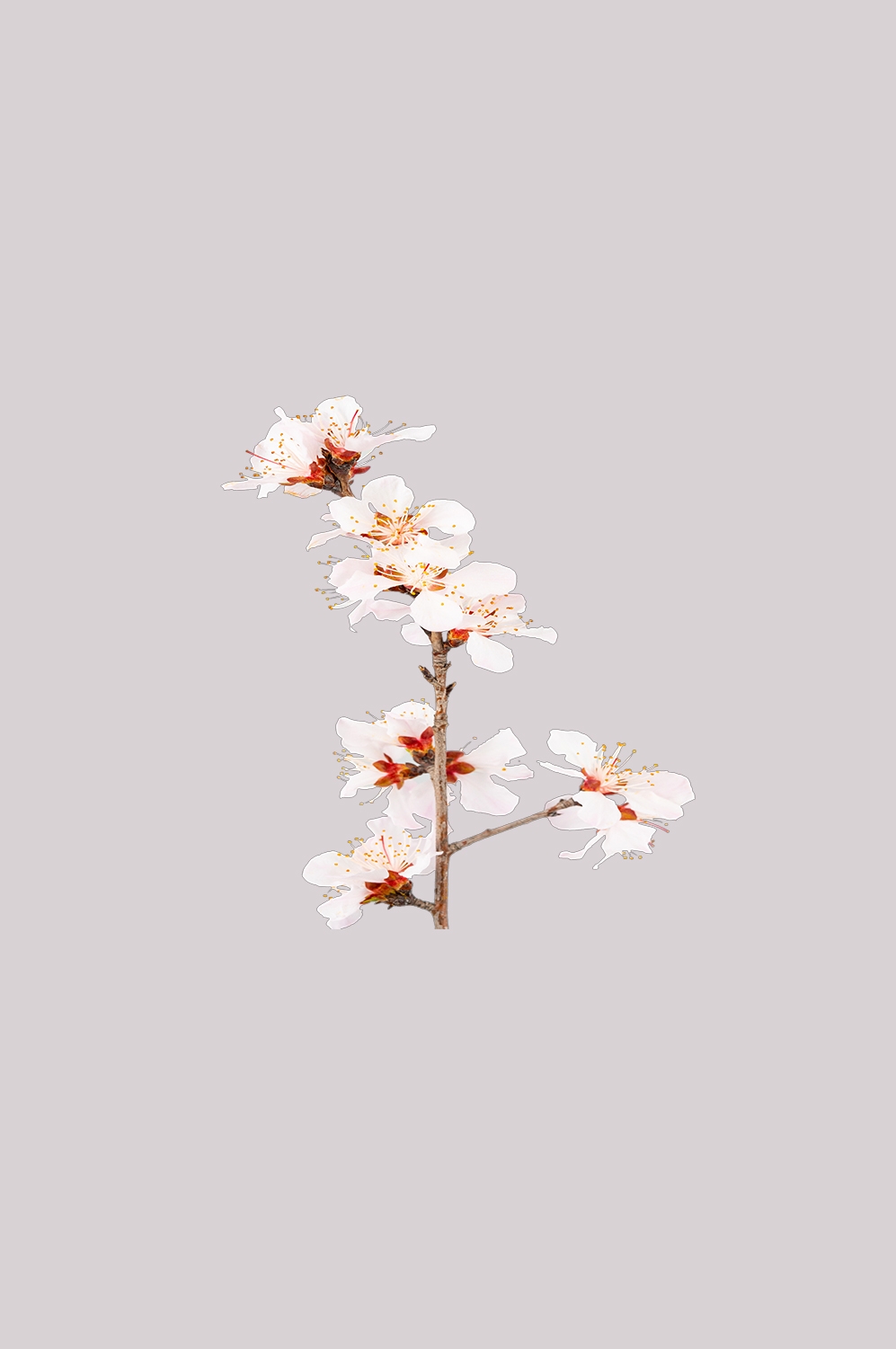 桃花素材图中国风海报设计桃树花枝透明背景53