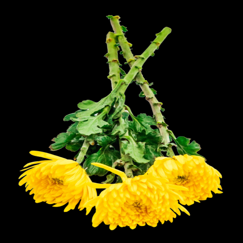 菊花雏菊装饰免抠元素素材13