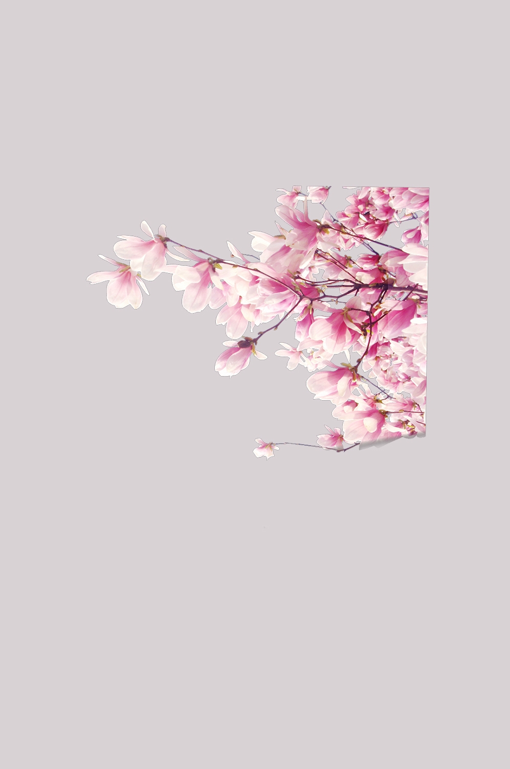 桃花素材图中国风海报设计桃树花枝透明背景70