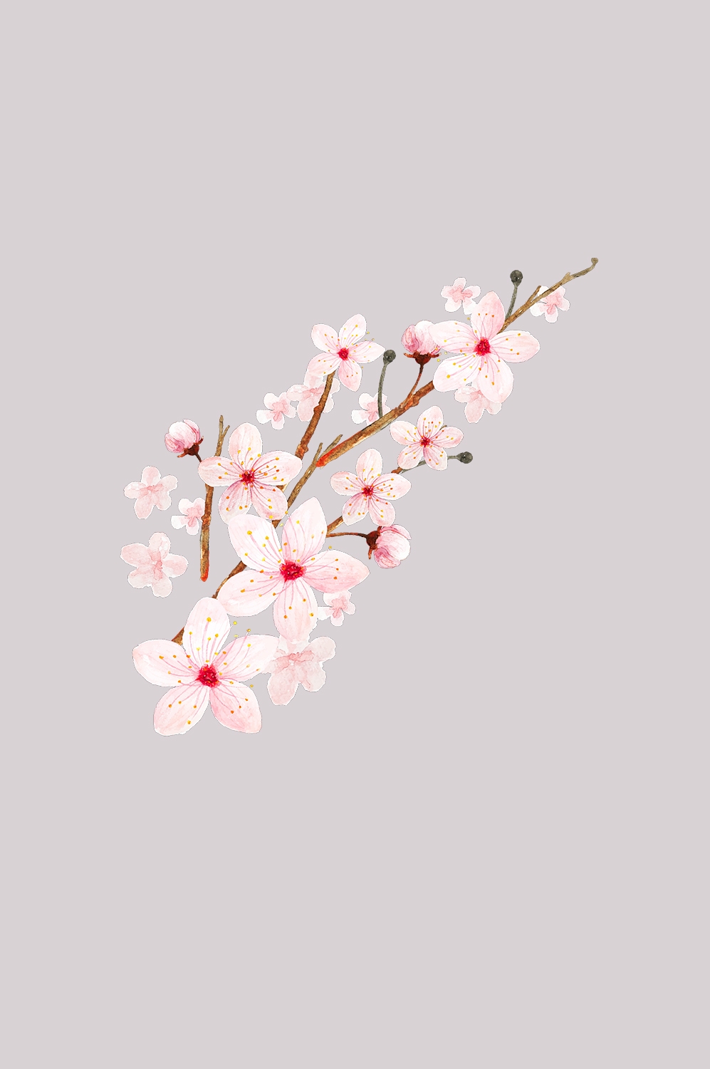 桃花素材图中国风海报设计桃树花枝透明背景60