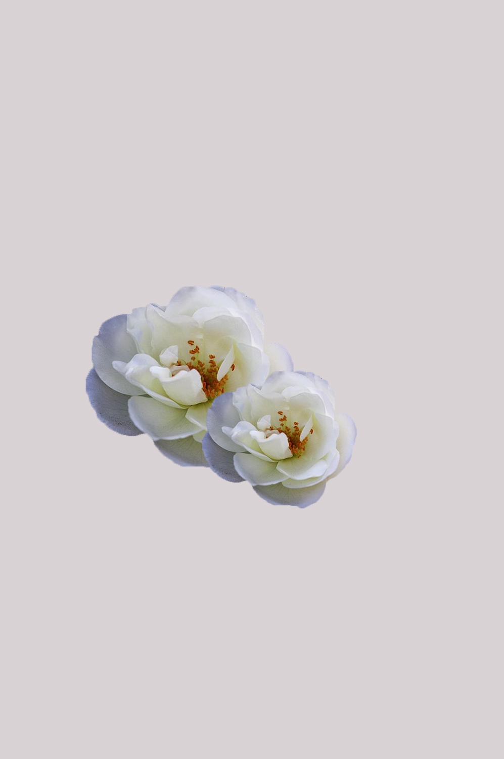山茶花图片装饰图案插画素材50
