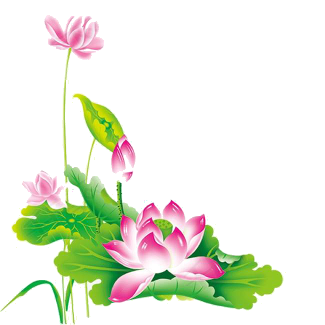 荷叶荷花素材插画装饰元素透明背景免抠素材54