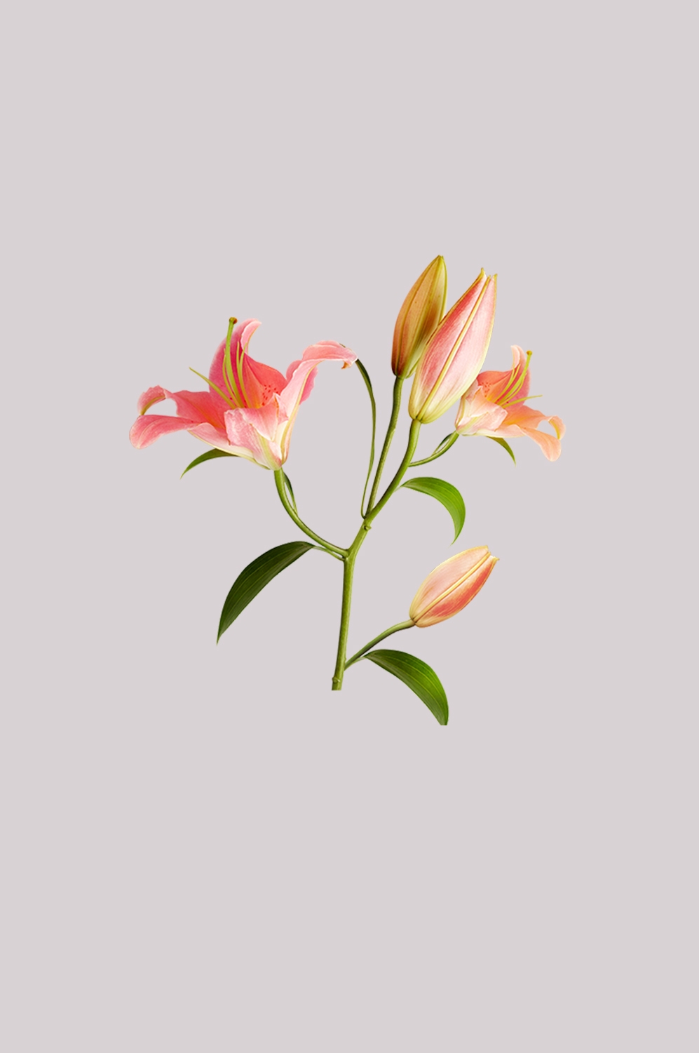 百合花免抠素材9