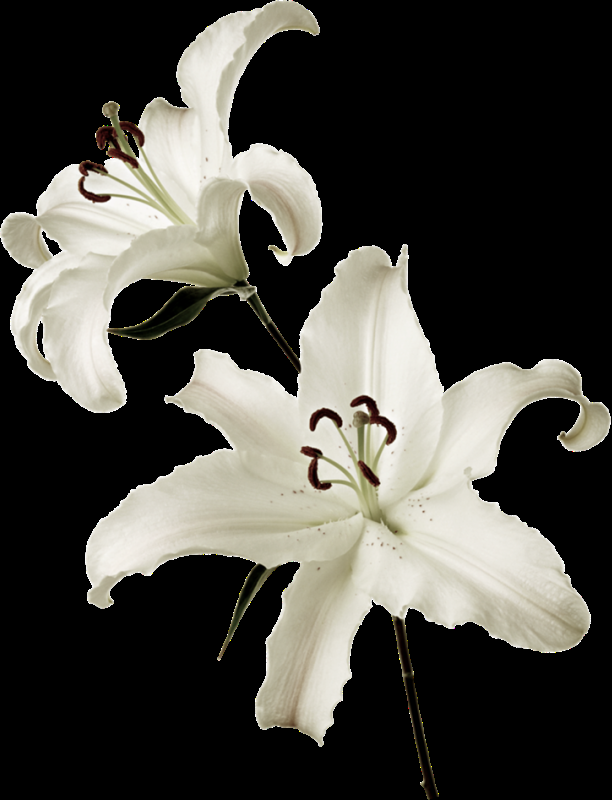 百合花免抠素材10
