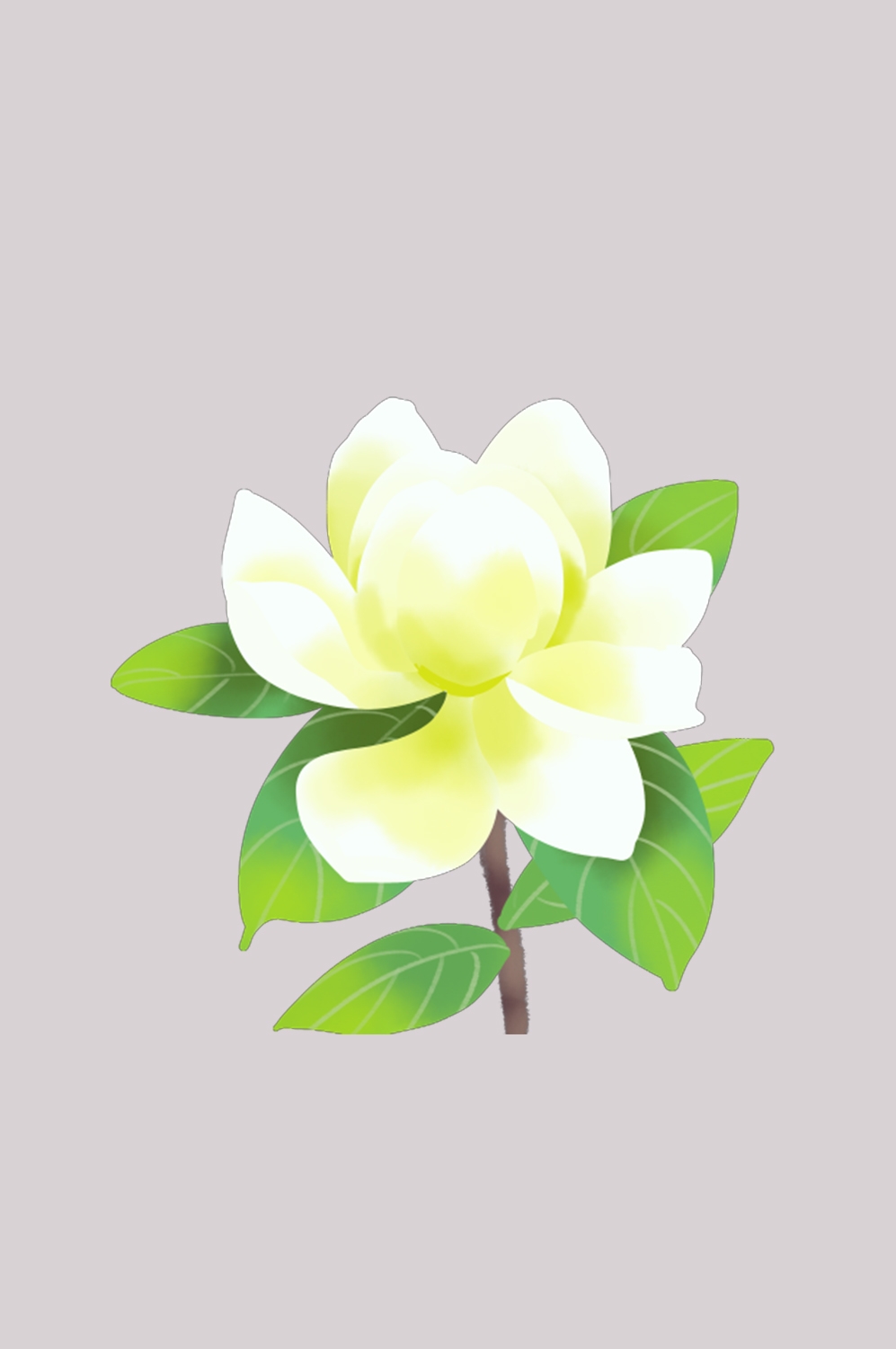 清新淡雅栀子花朵图片素材免抠元素12