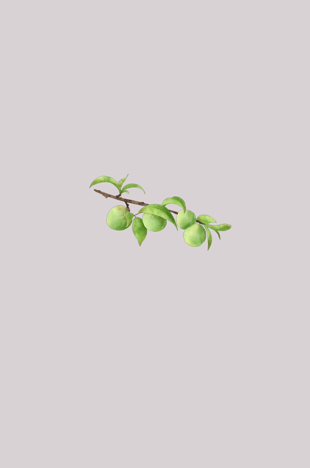 卡通手绘水果青梅图案素材图片装饰插画免抠54