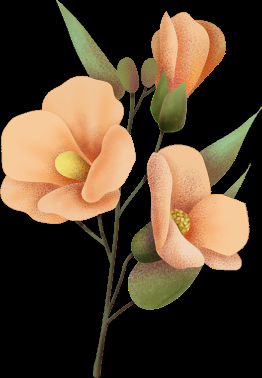 山茶花图片装饰图案插画素材2