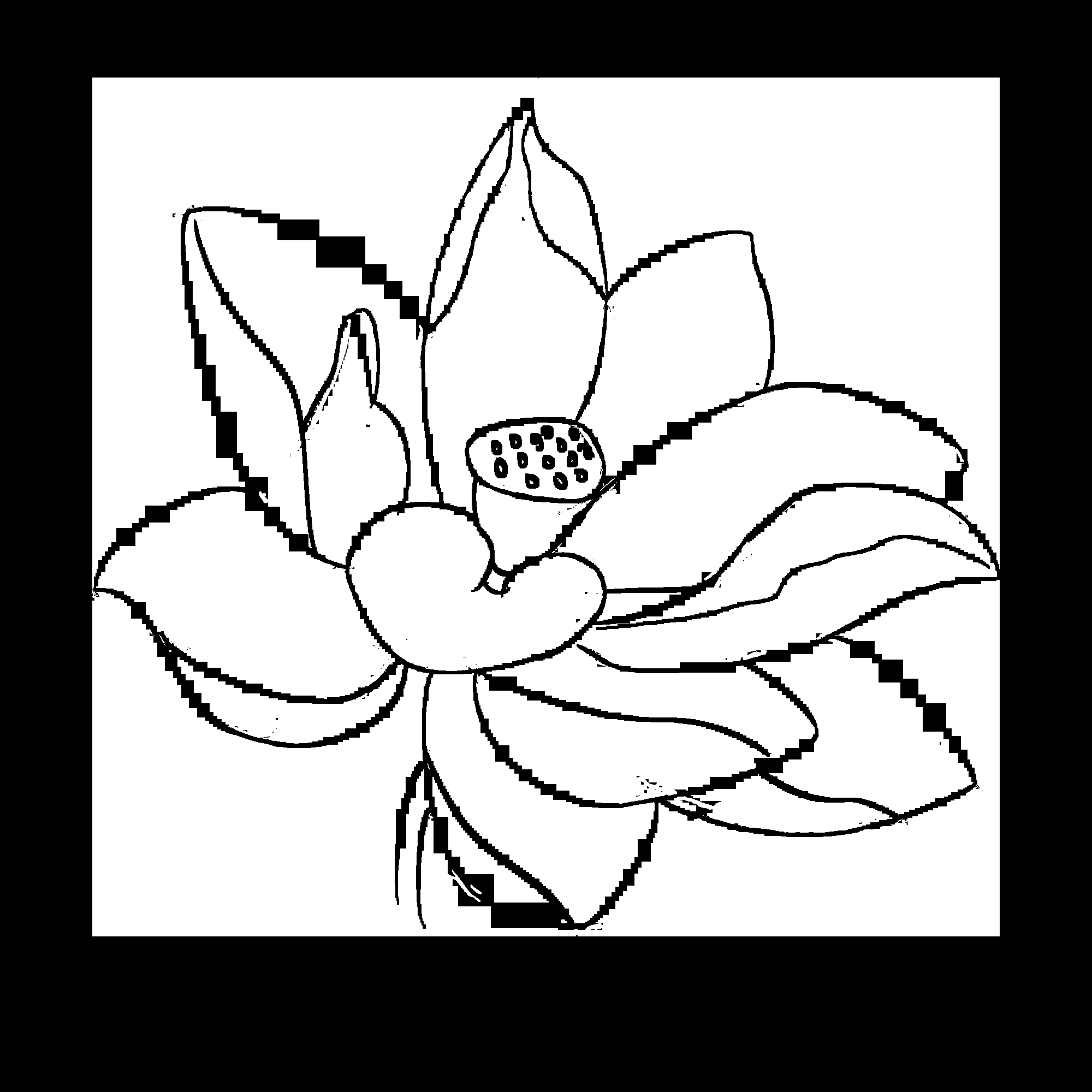 荷叶荷花素材插画装饰元素透明背景免抠素材49