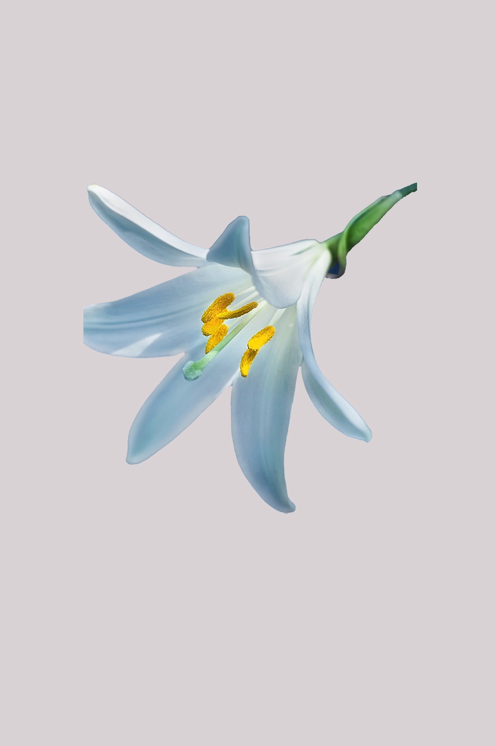 百合花免抠素材12