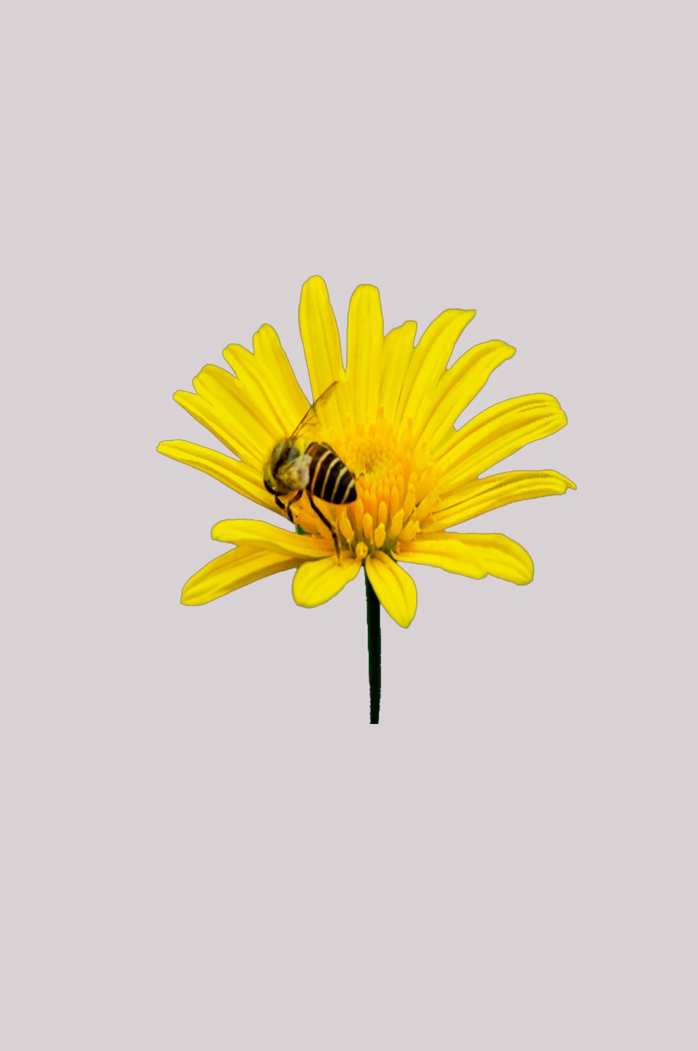 菊花雏菊装饰免抠元素素材1