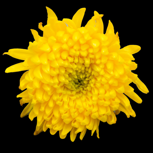 菊花雏菊装饰免抠元素素材37
