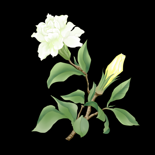 清新淡雅栀子花朵图片素材免抠元素30