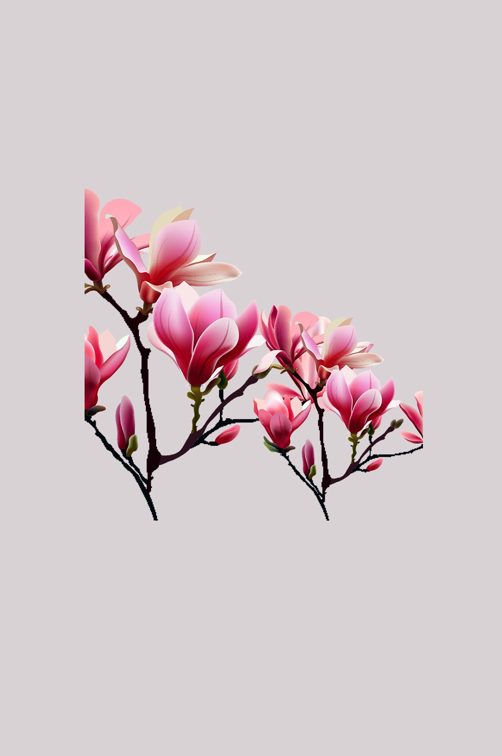 手绘淡雅玉兰花枝花朵装饰元素插图免抠素材38
