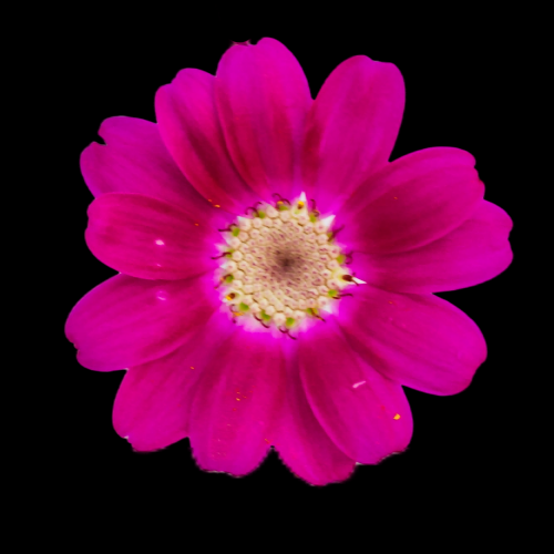 菊花雏菊装饰免抠元素素材21