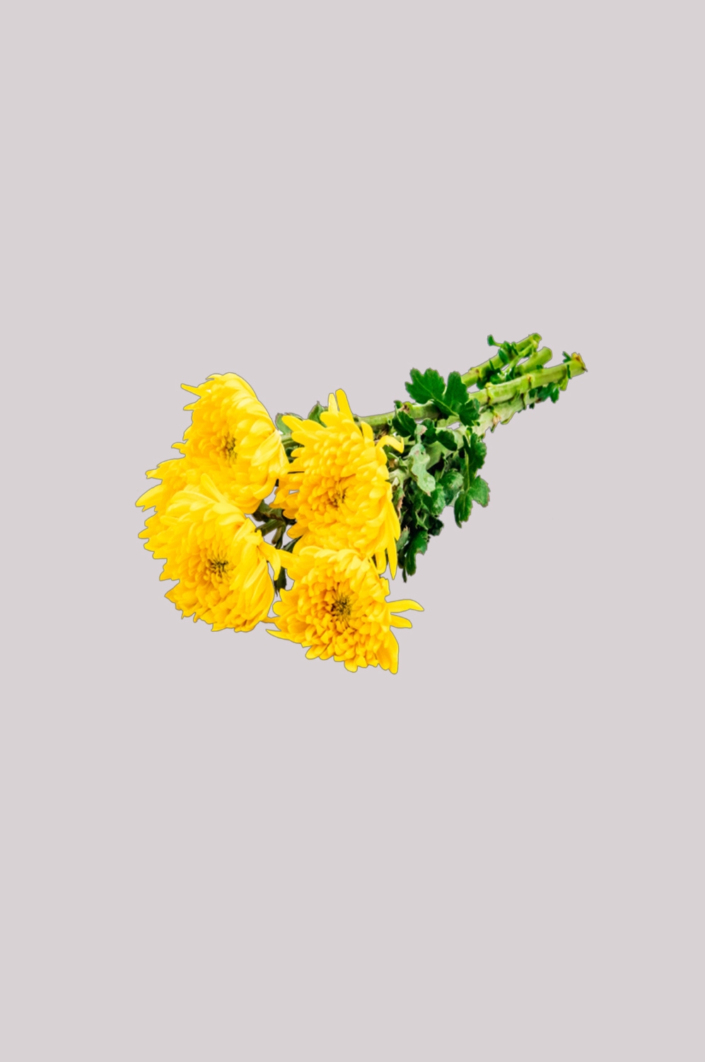 菊花雏菊装饰免抠元素素材28