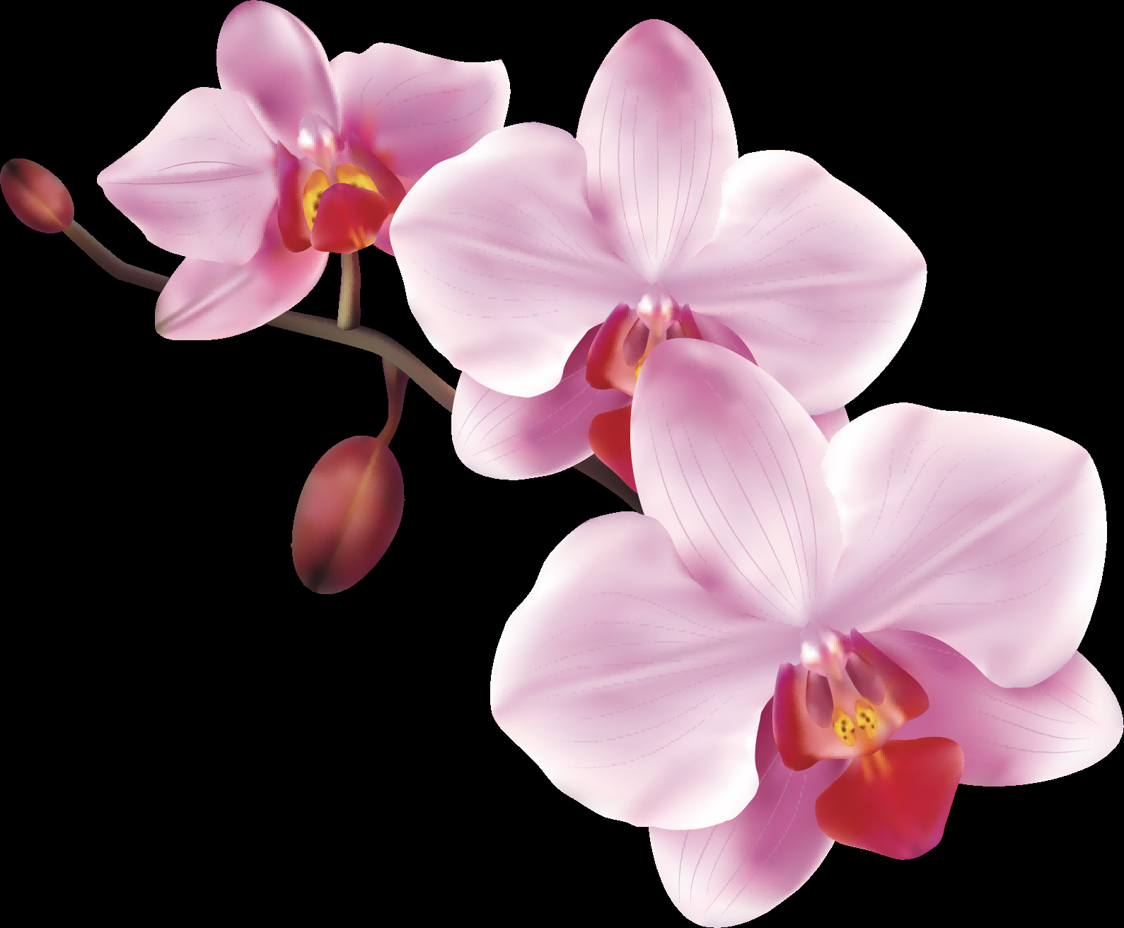 手绘淡雅玉兰花枝花朵装饰元素插图免抠素材21