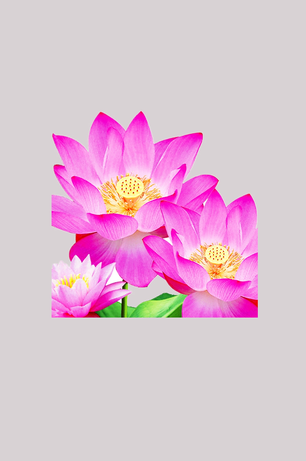 荷叶荷花素材插画装饰元素透明背景免抠素材46