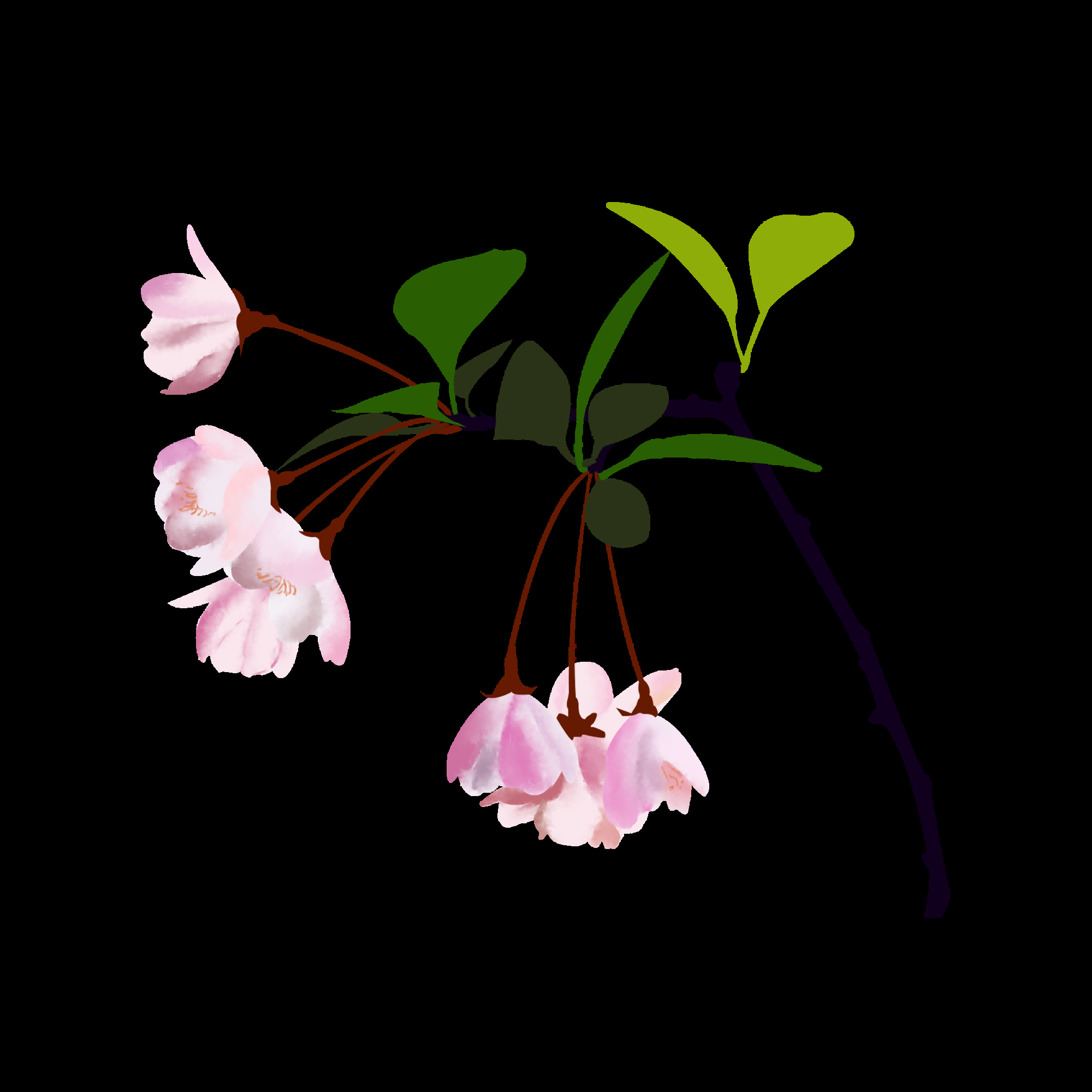 海棠花免抠元素装饰图案插画50