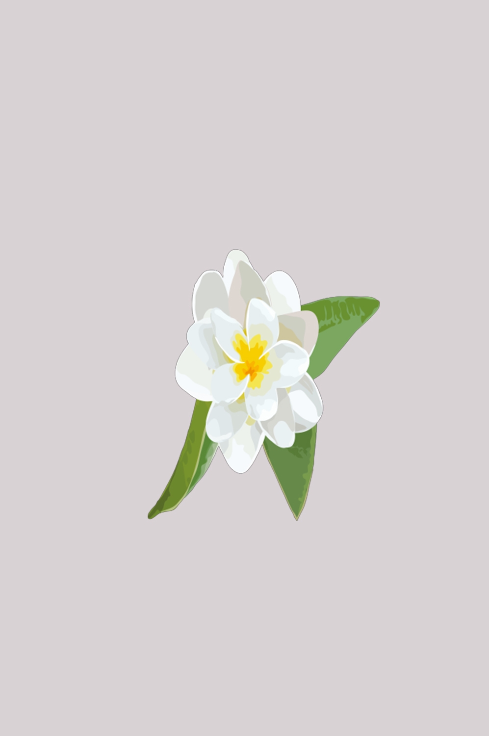 清新淡雅栀子花朵图片素材免抠元素37