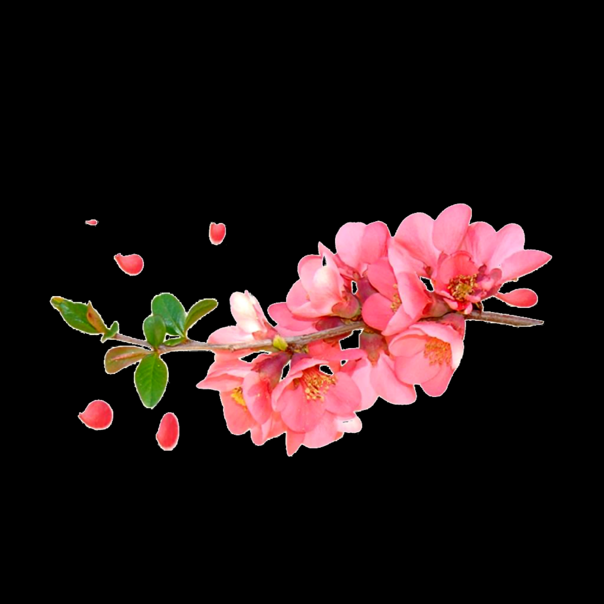 桃花素材图中国风海报设计桃树花枝透明背景16