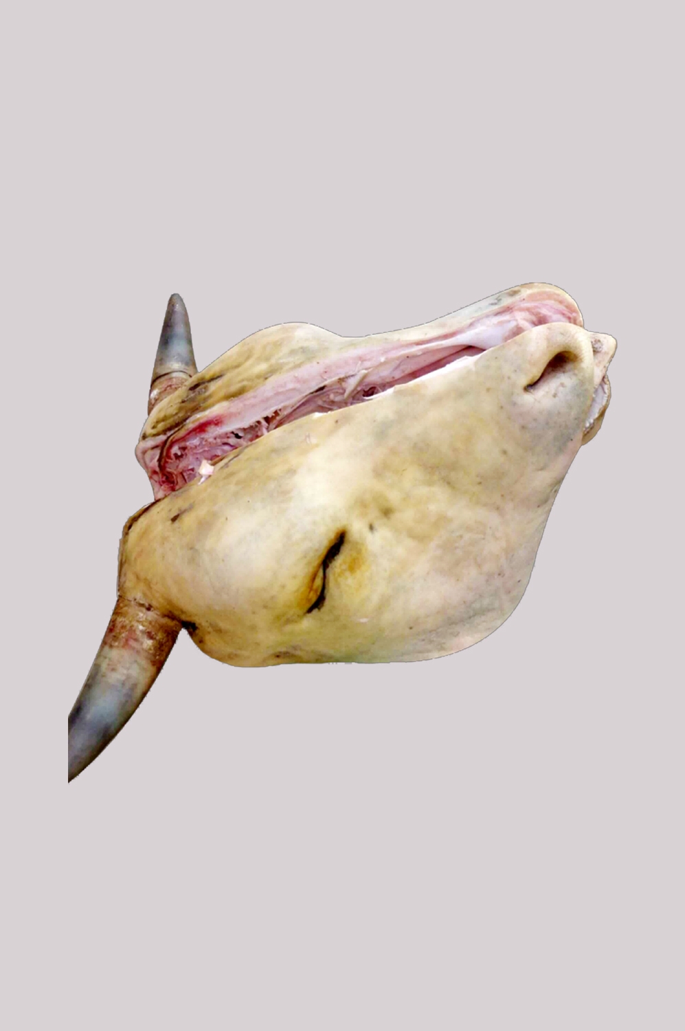 牛肉牛肉卷牛排插画元素免抠20