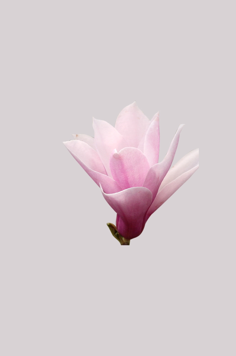 手绘淡雅玉兰花枝花朵装饰元素插图免抠素材40