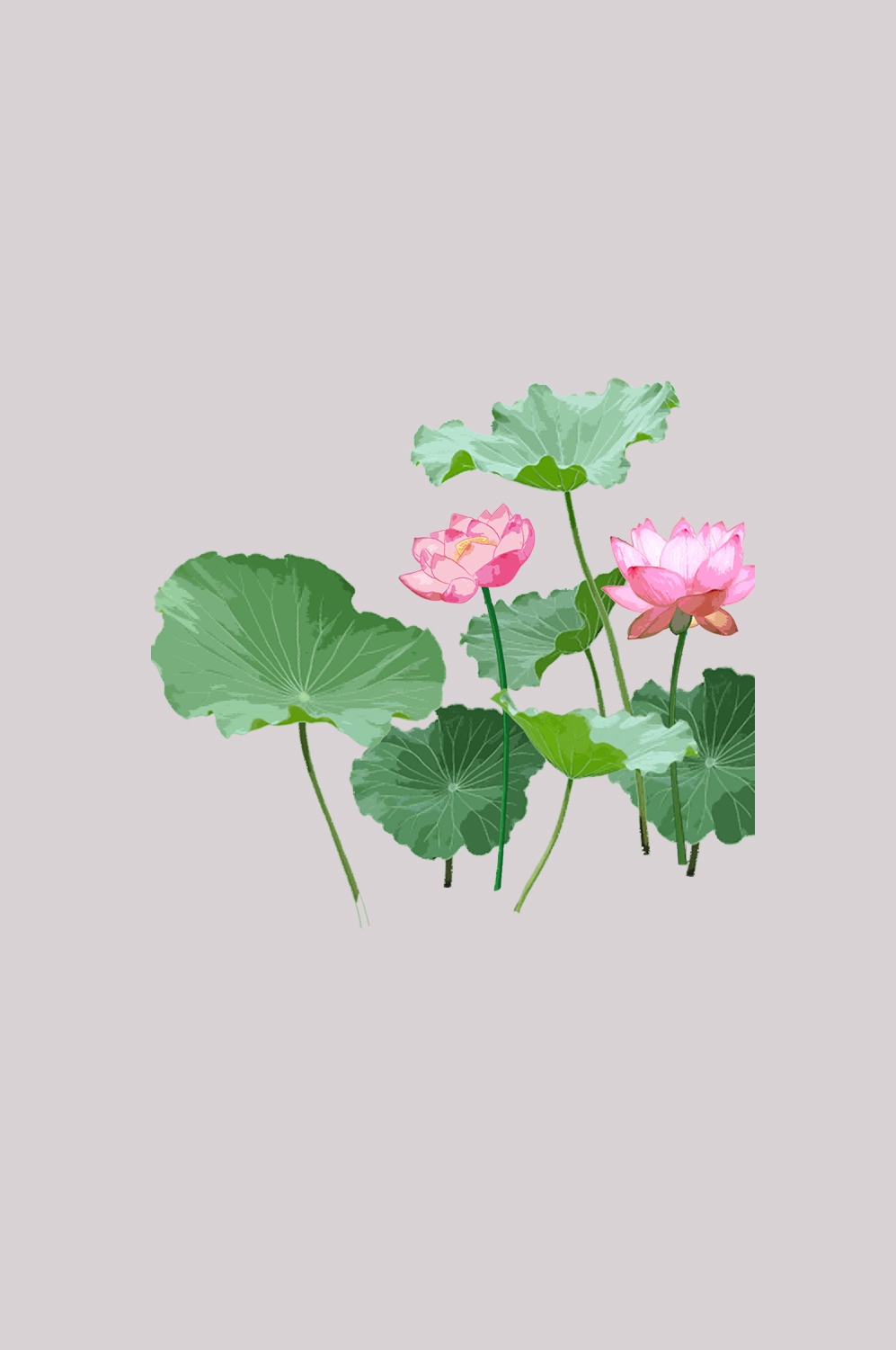 荷叶荷花素材插画装饰元素透明背景免抠素材7