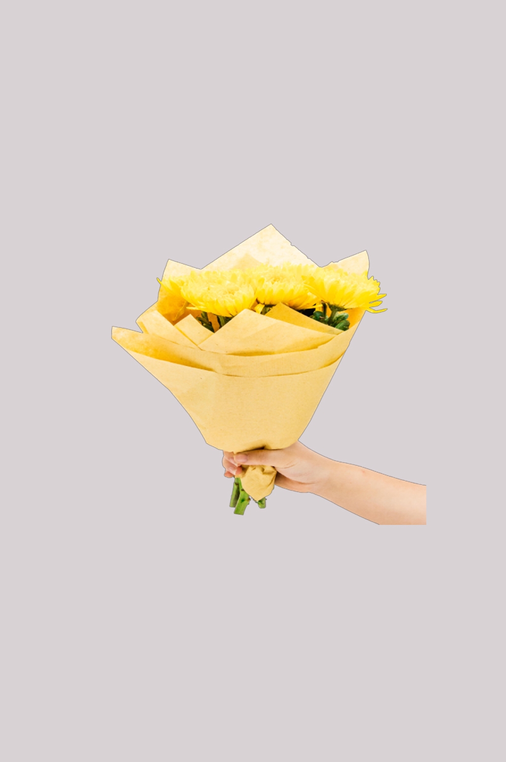 菊花雏菊装饰免抠元素素材29