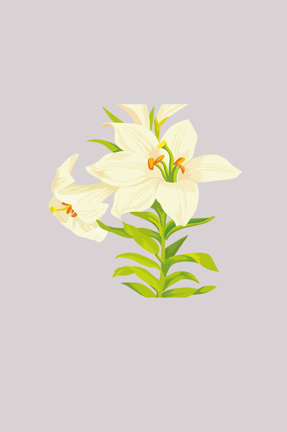百合花免抠素材2