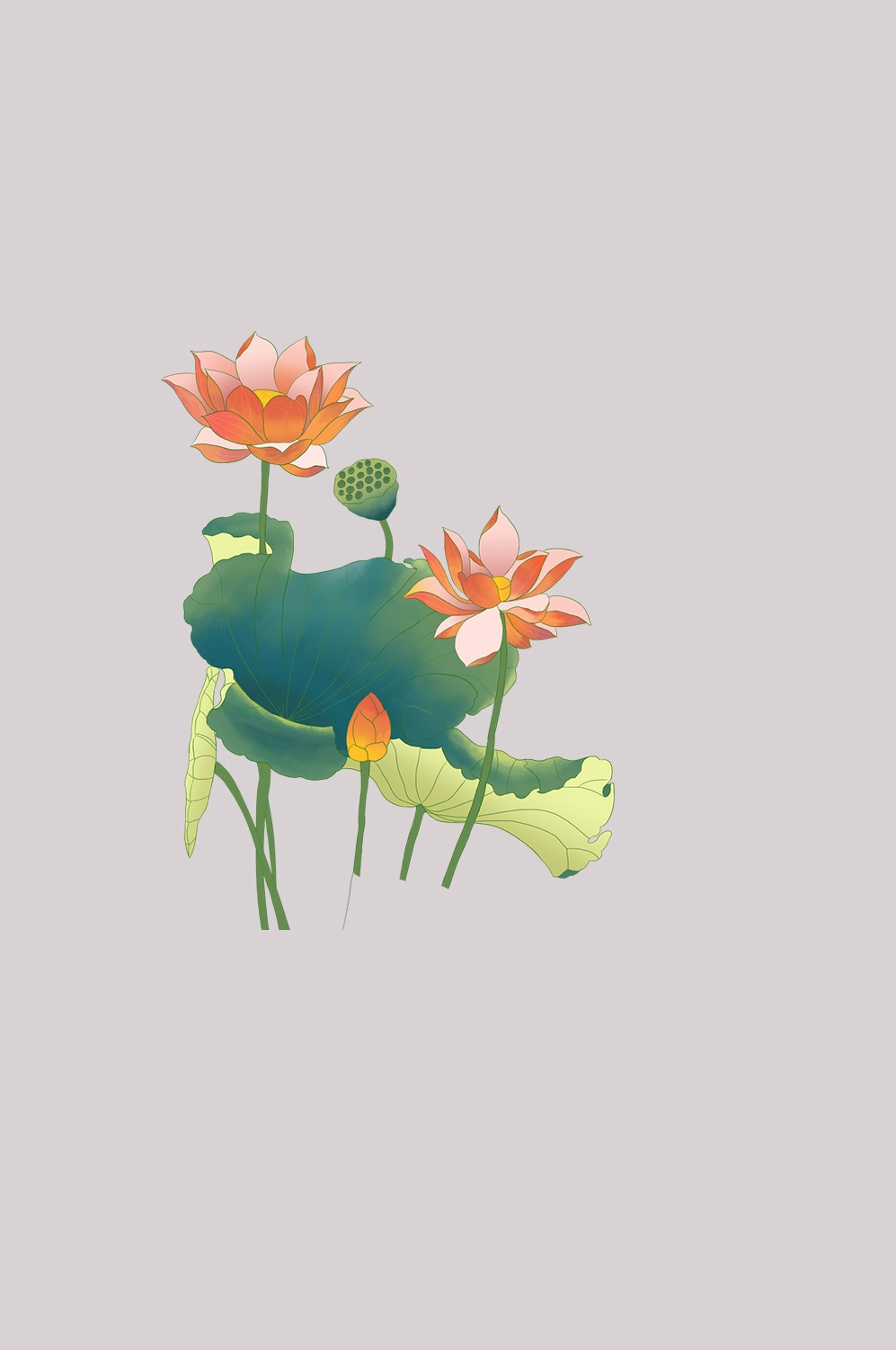 荷叶荷花素材插画装饰元素透明背景免抠素材43