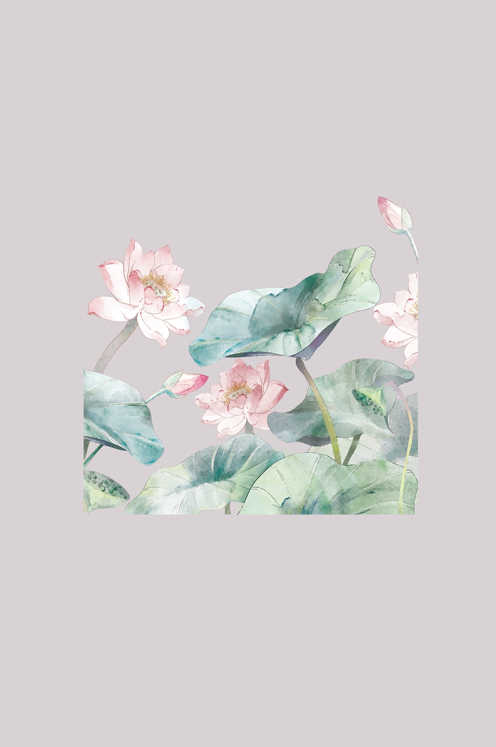 荷叶荷花素材插画装饰元素透明背景免抠素材55