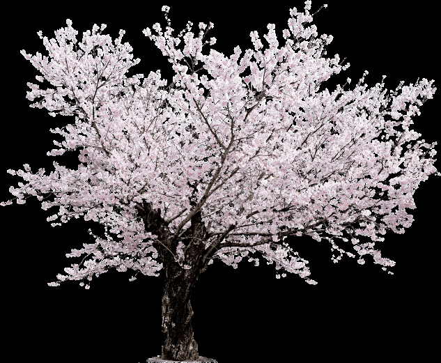 唯美樱花花树花枝樱花飘落图片装饰插图免抠21