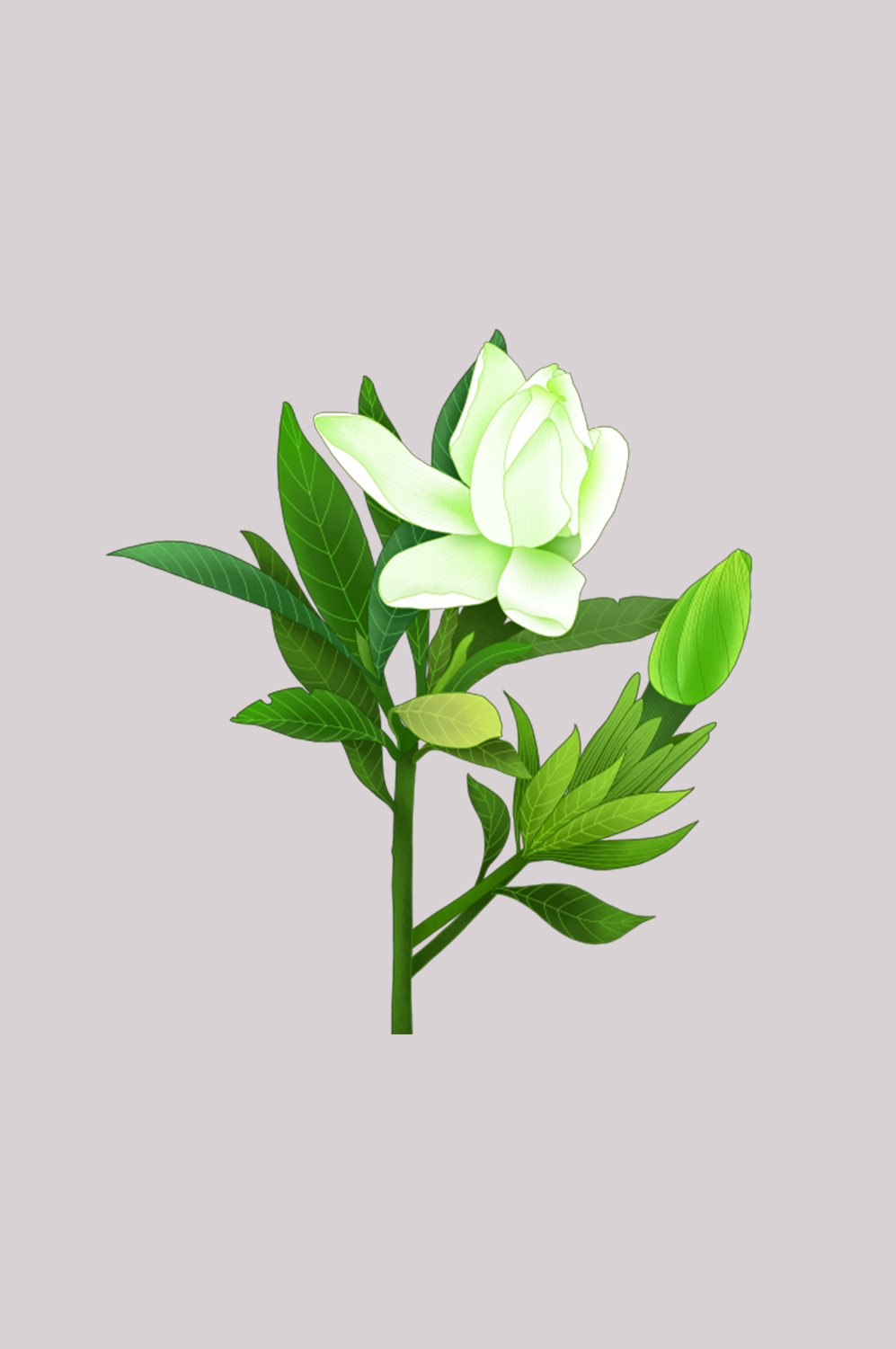 清新淡雅栀子花朵图片素材免抠元素38