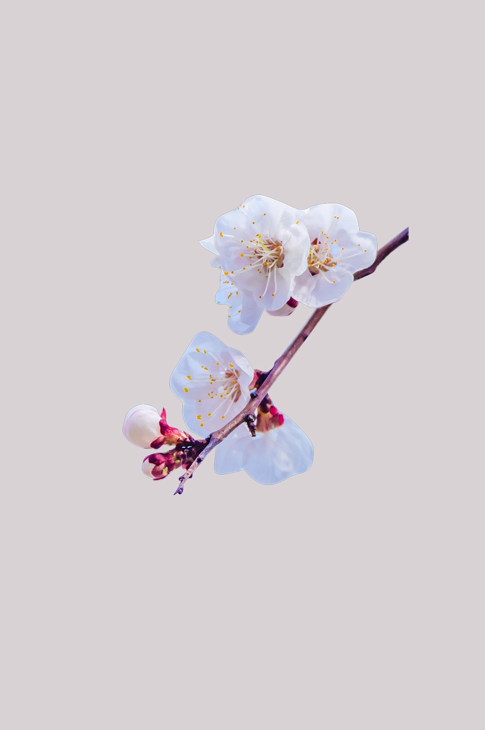 桃花素材图中国风海报设计桃树花枝透明背景66